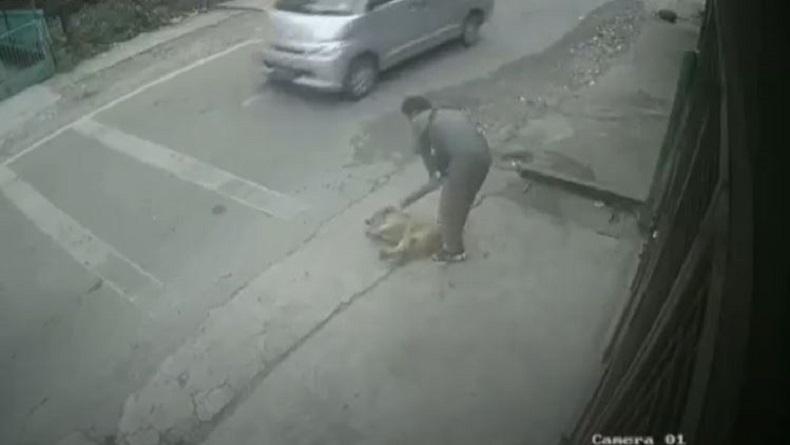 Terekam CCTV Aksi Sadis Pencurian Anjing di Medan