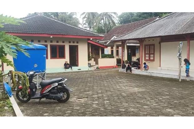 Dinilai Masih Aman dari Bahaya Merapi, Ternak  Warga Turgo Belum Diungsikan