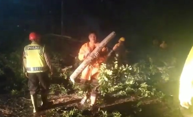 Akibat Cuaca Ekstrem, Pohon Perindang Jalan di Gianyar Tumbang Timpa Pengendara