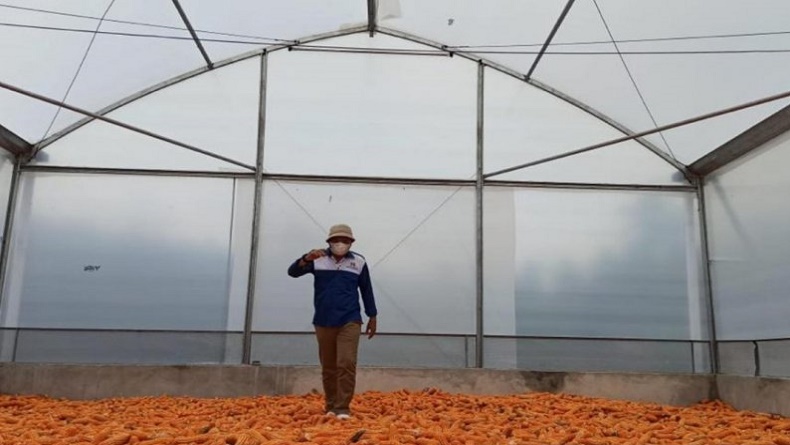 Butuh Jagung Dalam Jumlah Banyak? Yuk, ke Bolango Ulu Gorontalo