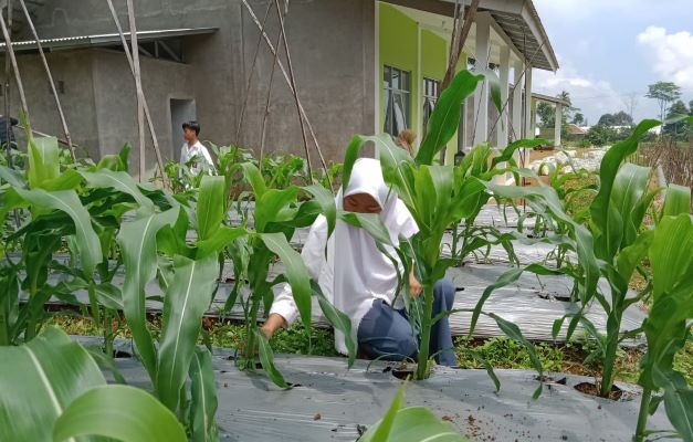 Ridwan Kamil Akan Cetak Petani 4.0, Pemuda Jabar: Kalau Serius, Benahi Sektor Bisnis Pupuk