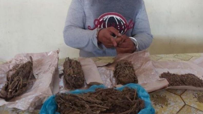 Jual 21 Paket Ganja Kering di Kampung, Emak Nyai Santai Dijemput Polisi