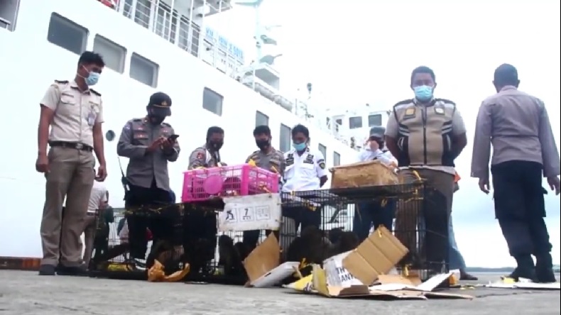 Belasan Monyet dan Berang-Berang Kelaparan Ditemukan di Kapal yang Berlabuh di Parepare