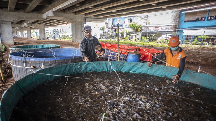 Kolong Tol Becakayu Dijadikan Tempat Budi Daya 6.000 Ikan Lele  - Bagian 2