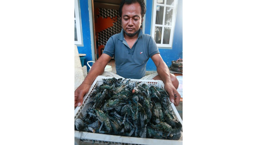 Penjualan Kepiting dan Lobster Desa Talulobutu Gorontalo Tembus Pasar China - Bagian 2