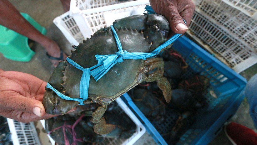 Penjualan Kepiting dan Lobster Desa Talulobutu Gorontalo Tembus Pasar China - Bagian 1