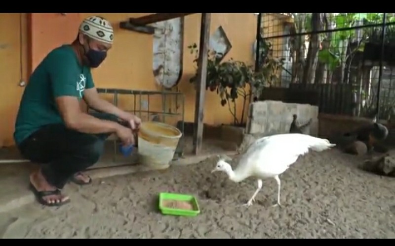   Budi Daya Merak India, Pemuda Palembang Raih Untung saat Pandemi 