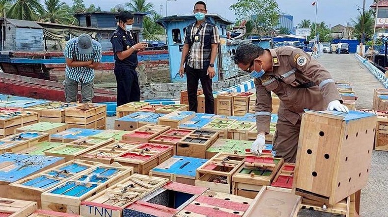  Penyelundupan 79 Kotak Berisi Ayam dan Kura-Kura di Aceh Tamiang Digagalkan Petugas Bea Cukai