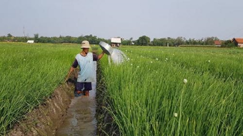 Nilai Tukar Petani Sulut Naik 0,14 Persen di Bulan Januari