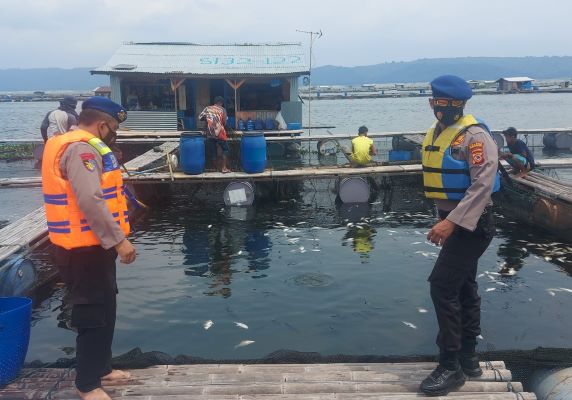 Ikan Mati Cemari Waduk Jatiluhur Purwakarta, Warga Keluhkan Bau Busuk 