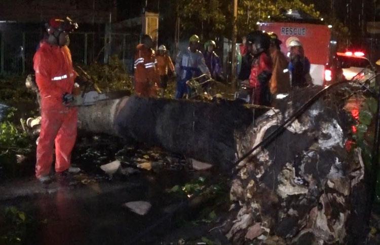 Tertimpa Pohon Tumbang, 2 Pengendara Sepeda Motor di Bantul Terluka