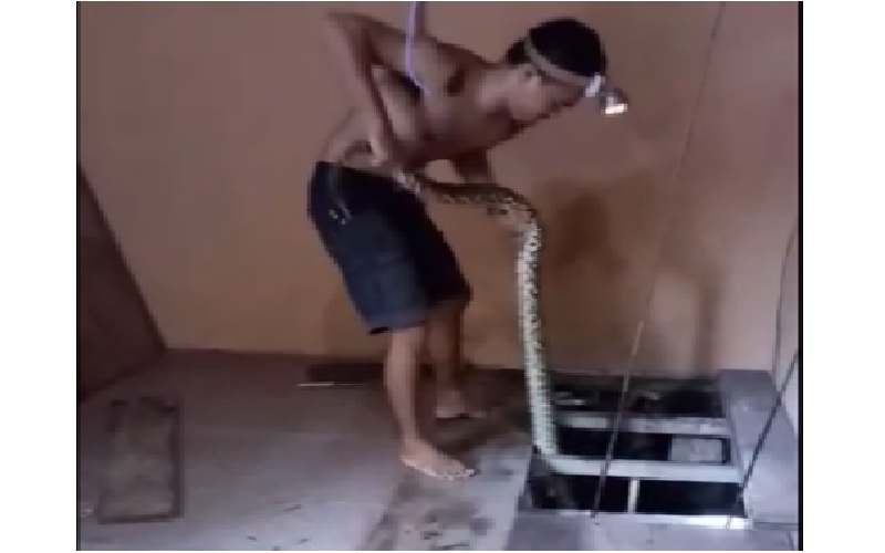 Aksi Heroik Pecinta Reptil Evakuasi Ular Sanca Dalam Sumur Rumah Warga