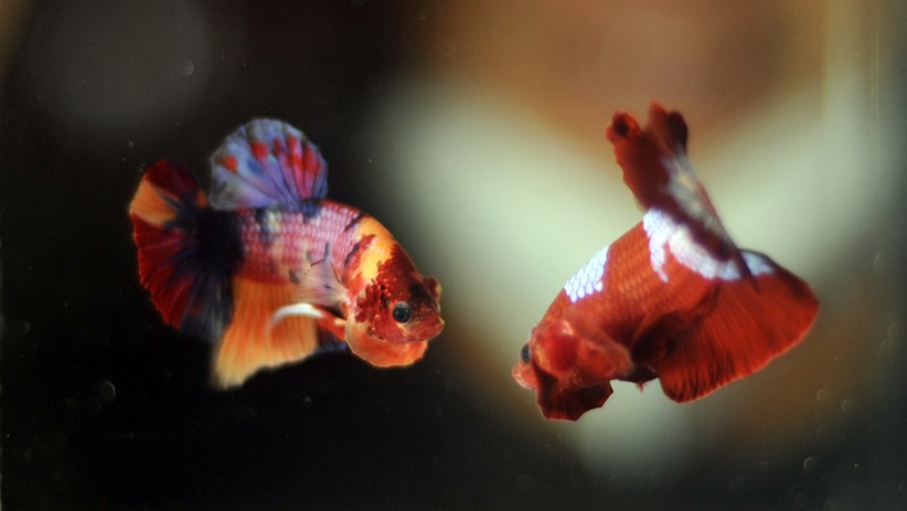 Penampakan Ikan Cupang Hias Hasil Budi Daya Diekspor ke Taiwan hingga Jepang - Bagian 1