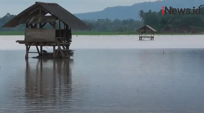 Terendam Air Hujan, 64 Hektare Tanaman Padi di Bantul Terancam Mati