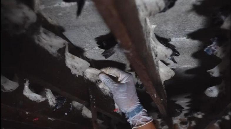 Warga Padang Dilarang Budi Daya Walet di Permukiman