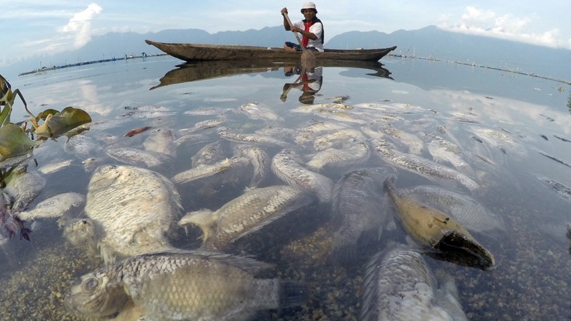 15 Ton Ikan di Danau Maninjau Sumatera Barat Mati 