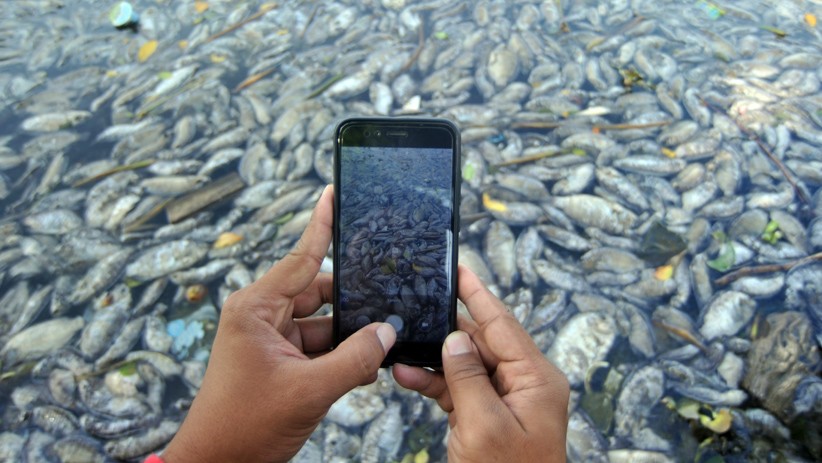 15 Ton Ikan di Danau Maninjau Sumatera Barat Mati 