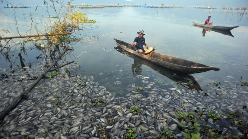 15 Ton Ikan di Danau Maninjau Sumatera Barat Mati  - Bagian 2