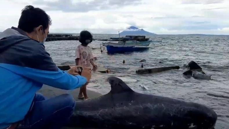 Paus Pilot Sepanjang 2,5 Meter Terdampar di Pantai Kalasey Minahasa