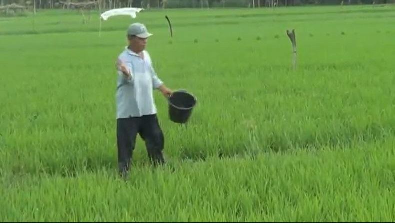 Pupuk Subsidi Dan Nonsubsidi Di Bireuen Langka, Petani Khawatir Hasil ...