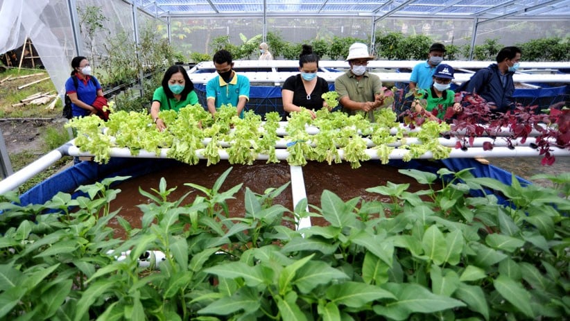 Edukasi Urban Farming untuk Ketahanan Pangan - Bagian 1