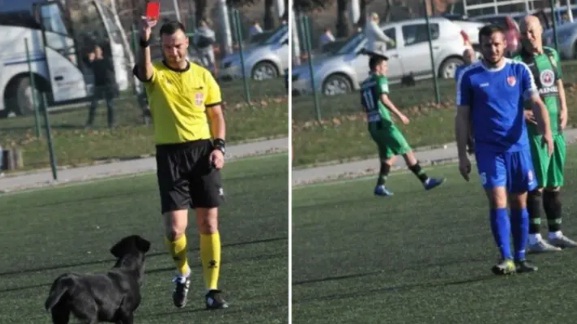 Bolak-balik Masuk Lapangan, Anjing Ini Diberi Kartu Merah oleh Wasit