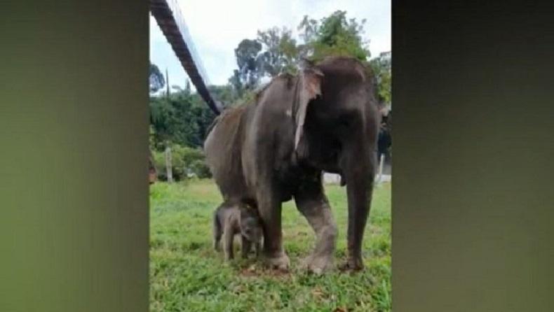 Peneliti UGM Kembangkan Strategi Penyelamatan Gajah Sumatera dari Kepunahan