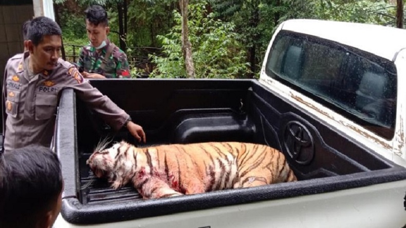 1 Harimau Lepas dari Kebun Binatang Ditembak Mati, 1 Masih Berkeliaran
