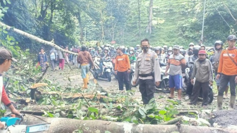 Jalur Jember-Banyuwangi Macet Total Gara-Gara Pohon Tumbang di Kawasan Gumitir