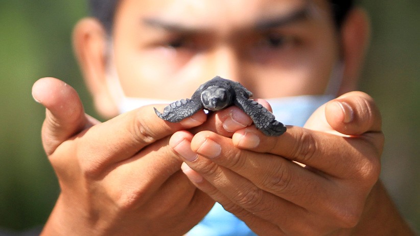 Belasan Ribu Ekor Anak Penyu Lekang dan Belimbing Dilepas ke Habitat - Bagian 2
