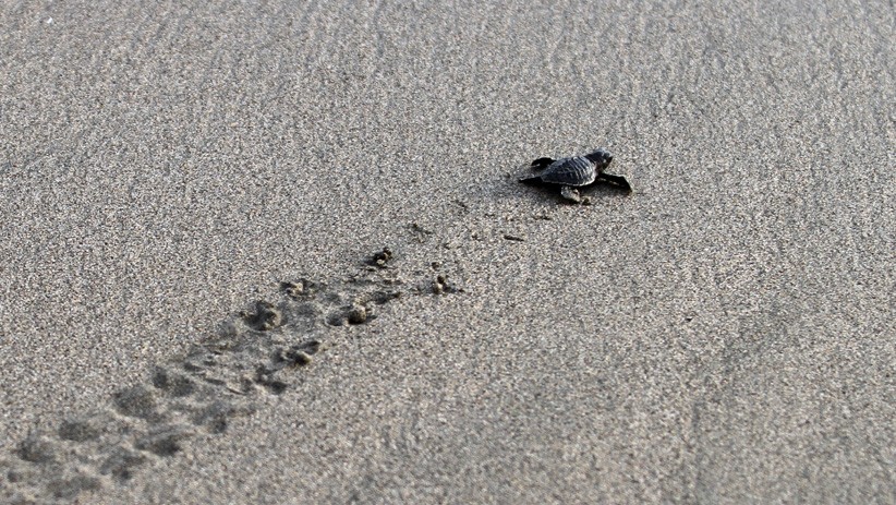 Belasan Ribu Ekor Anak Penyu Lekang dan Belimbing Dilepas ke Habitat - Bagian 1