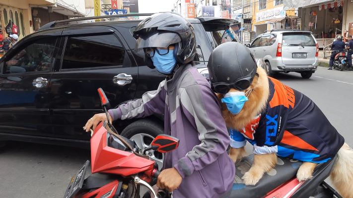  Video Viral, Anjing Patuhi Lalu Lintas dan Prokes  saat Tasikmalaya Terapkan PPKM