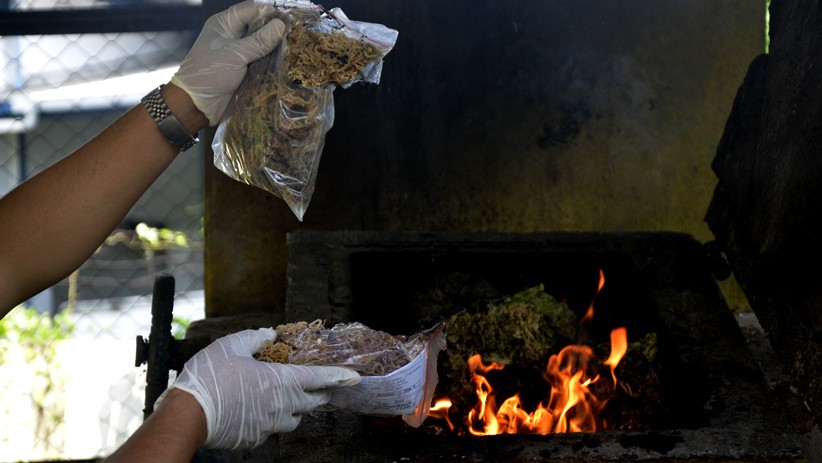 8 Kilogram Tumbuhan Pembawa Hama dari China hingga Prancis Dimusnahkan - Bagian 1