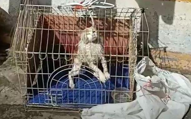 Dramatis, Petugas PMI Evakuasi Kucing Jatuh ke Sumur di Buktittinggi