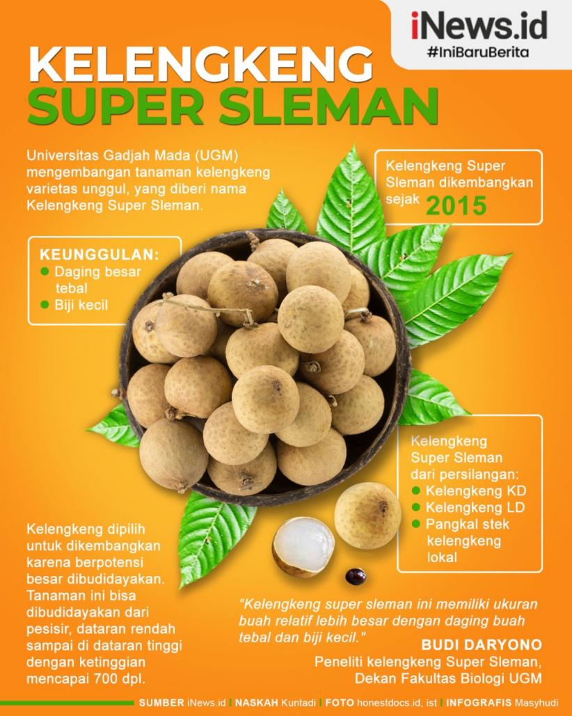 Infografis UGM Kembangkan Kelengkeng Super Sleman, Dagingnya Tebal dan Bijinya Kecil