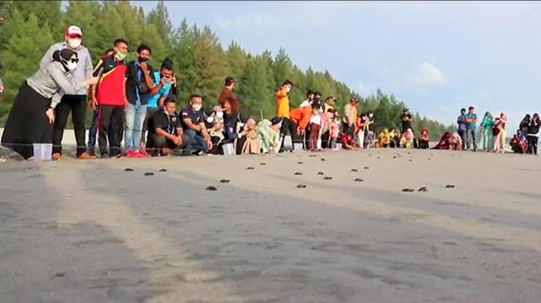 Puluhan Bayi Penyu Umur 2 Hari Hasil Penangkaran di Aceh Jaya Dilepasliarkan ke Laut