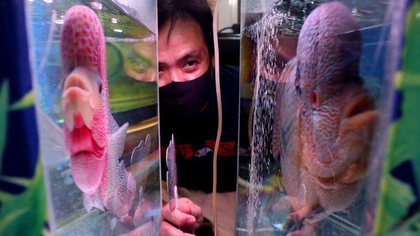 Budi Daya Ikan Louhan Jadi Alternatif Peningkatan Ekonomi di Tengah Pandemi - Bagian 2