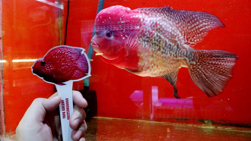 Budi Daya Ikan Louhan Jadi Alternatif Peningkatan Ekonomi di Tengah Pandemi - Bagian 1