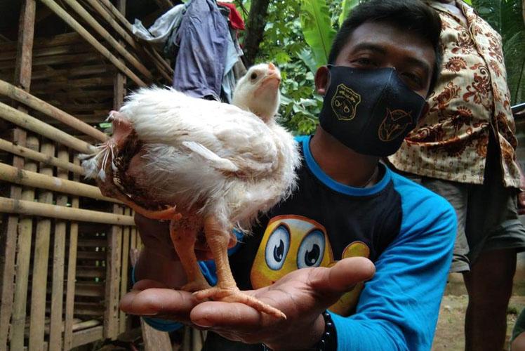 Ayam Unik di Kulonprogo Miliki 3 Kaki dan 2 Dubur