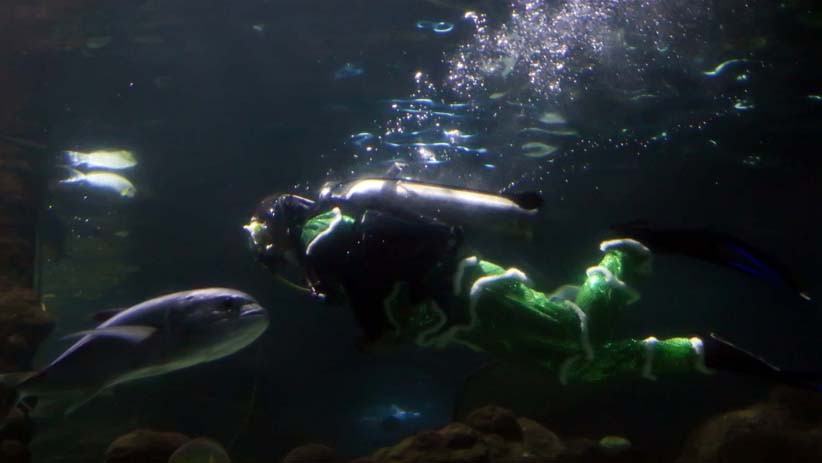 Atraksi Barongsai di Dalam Akuarium Sea World Ancol - Bagian 4