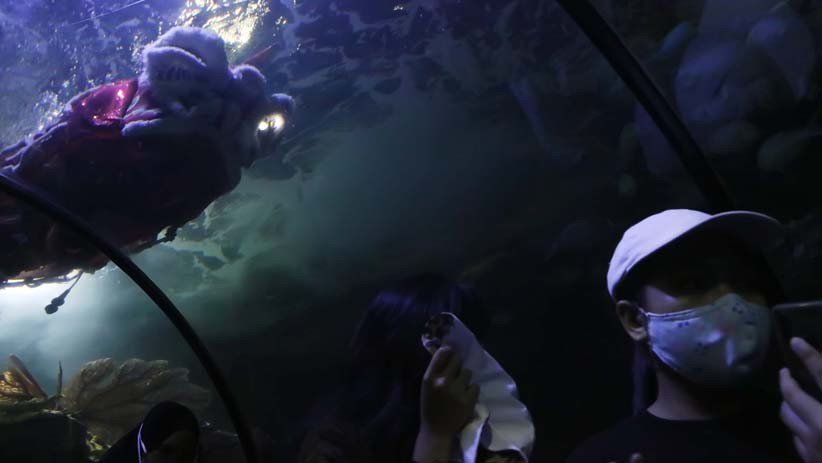 Atraksi Barongsai di Dalam Akuarium Sea World Ancol - Bagian 5