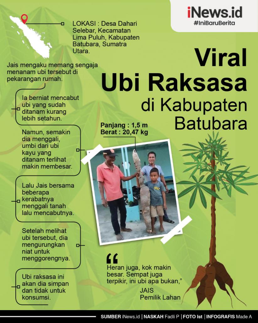 Infografis Penemuan Ubi Raksasa Seberat 20 Kg di Batubara Infografis Penemuan Ubi Raksasa Seberat 20 Kg di Batubara