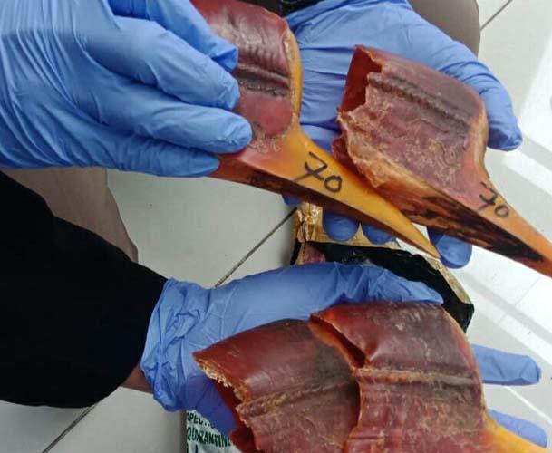 Karantina Semarang Gagalkan Penyelundupan Puluhan Paruh Burung Rangkong dari Kalteng