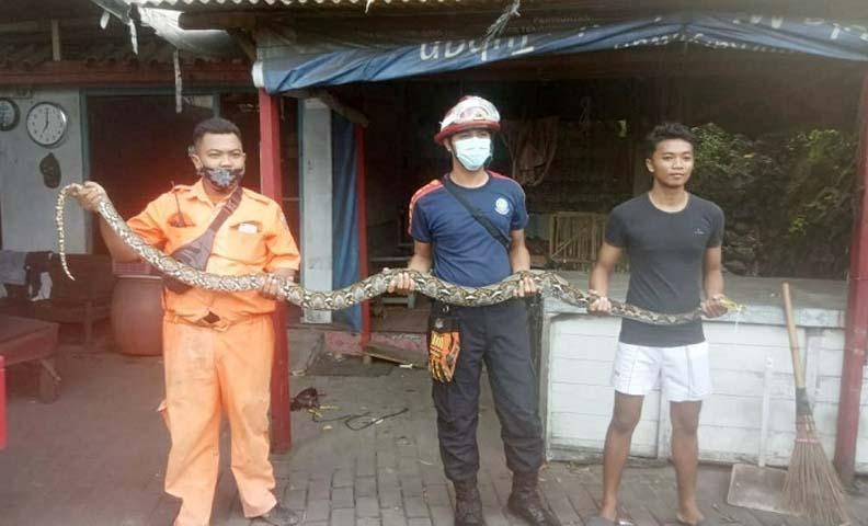 title Rembang Geger, Mendadak Ada Ular Piton 3 Meter di Pasujudan Sunan Bonang Rembang Geger, Mendadak Ada Ular Piton 3 Meter di Pasujudan Sunan Bonang