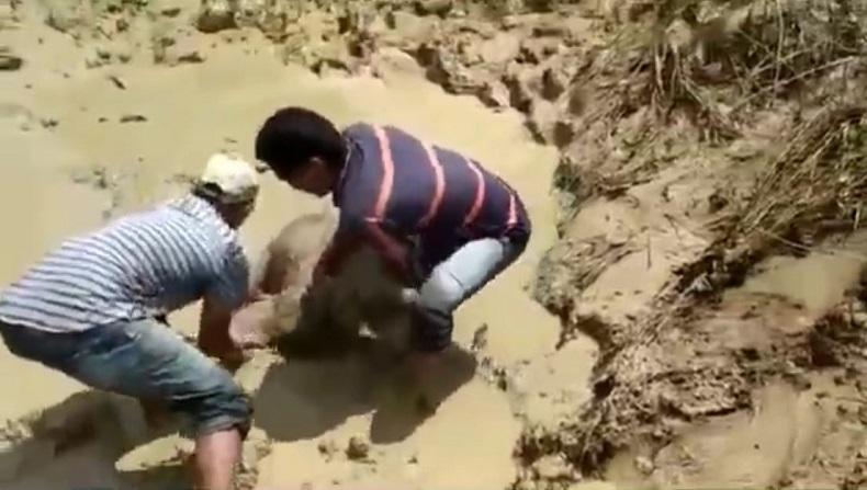 Dramatis, Sekelompok Warga Pidie Selamatkan Anak Gajah Terjebak Kubangan Lumpur