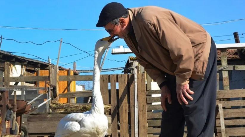 Keren, Pria Ini Jalin Persahabatan dengan Angsa yang Diselamatkannya