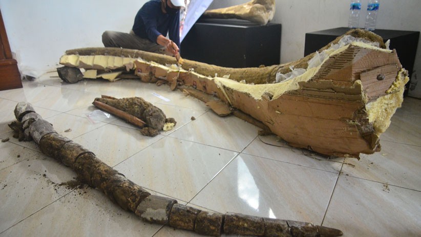 Penemuan 2 Fosil Gading Gajah Purba Berumur 1,6 Juta Tahun di Kudus - Bagian 2