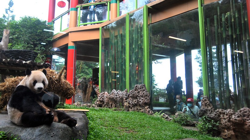 PPKM Mikro, Jumlah Wisatawan ke Taman Safari Indonesia Turun hingga 50 Persen - Bagian 1