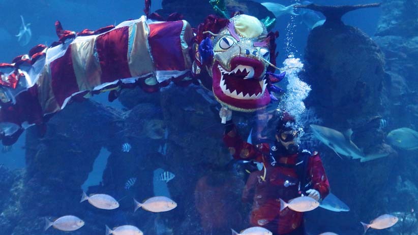 Atraksi Liong bersama Putri Duyung di Dalam Akuarium Raksasa Meriahkan Imlek - Bagian 3