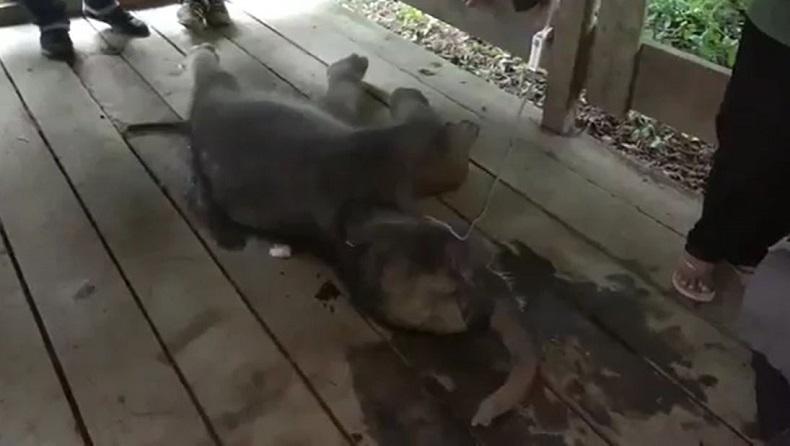 title Sedih, Bayi Gajah yang Sempat Terjebak Lumpur di Pidie Beberapa Waktu Lalu Mati Sedih, Bayi Gajah yang Sempat Terjebak Lumpur di Pidie Beberapa Waktu Lalu Mati